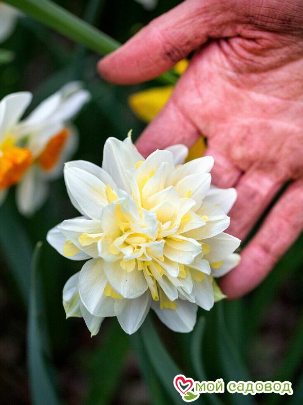 Нарцисс Ирэн Копленд махровый