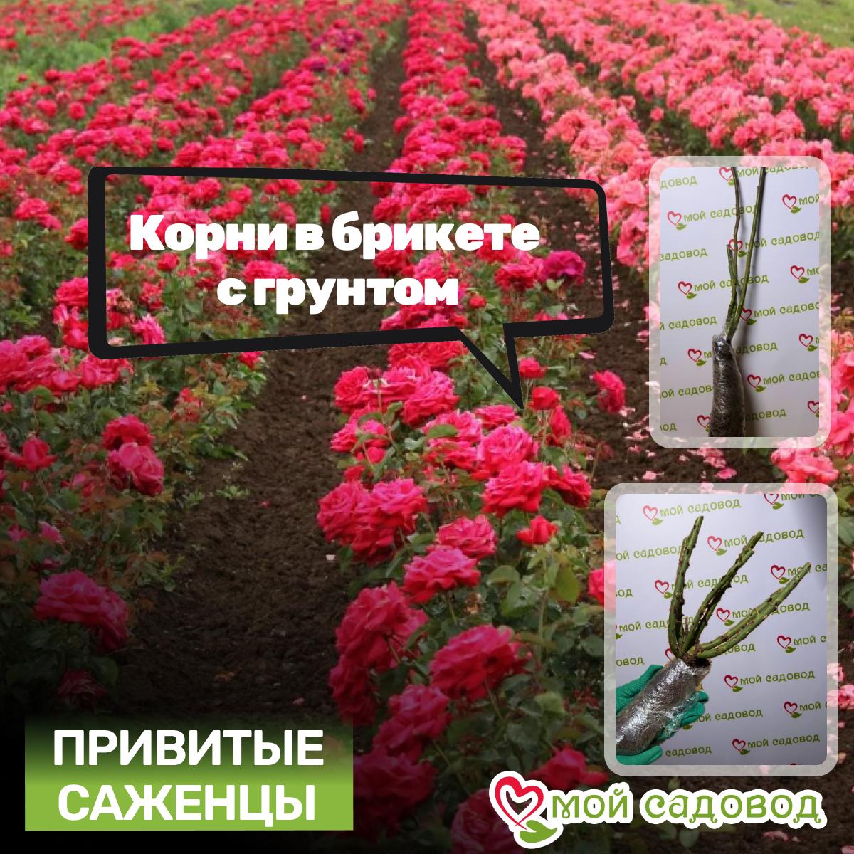 Роза Осиана