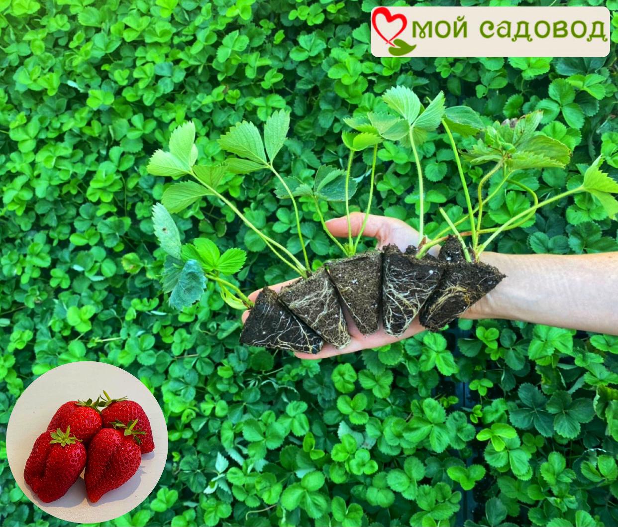 Клубника Клери (ранний сорт)